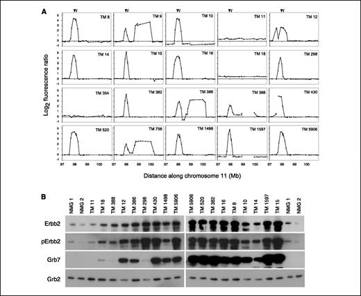Figure 3. Assessment of ErbB2 amplicon structure and gene expression in TM tumors. A, copy number analyses of a 4-Mb region surrounding the Erbb2 locus in 20 TM breast tumors. The genomic positions of Erbb2 and Grb7 are indicated by closed and open arrowheads, respectively. Fluorescence ratios have been normalized such that the median ratio of all non–chromosome 11 clones equals 0. Genomic coordinates are based on NCBI Build 33 of the mouse genome sequence assembly. B, Western blots comparing expression among normal FVB/N mouse mammary gland (NMG) and 17 TM tumors. A strong correlation exists between copy number and protein expression for Erbb2, phospho-Erbb2 (Tyr1248), and Grb7. Tumor TM 298 has amplified Erbb2 but not Grb7, which is reflected in the protein levels. Grb2 is included as a loading control. Samples are loaded from left to right with increasing ErbB2 copy number (based on the log2 fluorescence ratio of BAC clone RP23-100L19, which encodes Erbb2). Because samples were loaded on two separate gels, TM tumor 5906 and the normal breast samples are included on both gels to facilitate normalization between gels.