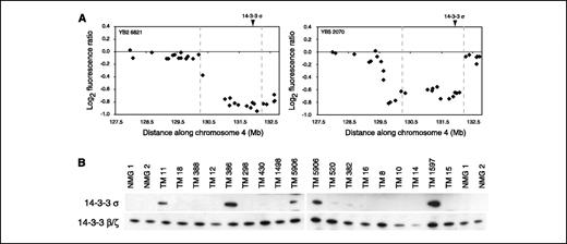 Figure 4. Partial chromosome 4 deletions point to 14-3-3σ as a candidate tumor suppressor gene. A, array CGH data from the two most informative Erbb2-based tumors delimit a 1.88-Mb region of recurrent deletion. Markers AZ110506 (T7 end sequence of BAC RP23-8M7) and AZ0805267 (Sp6 end sequence of BAC RP23-31L13) define the proximal and distal breakpoints (dashed, gray vertical lines), respectively, of the commonly deleted region. The genomic locus of 14-3-3σ is indicated. B, Western blot analyses show that 14-3-3σ expression is low or undetectable in the majority of TM tumors and in normal breast tissue, whereas family members 14-3-3β/ζ are expressed ubiquitously.