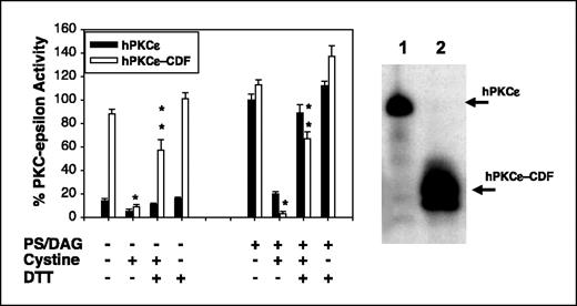 Figure 1. DTT-reversible inactivation of hPKCε-CDF by cystine. The ability of cystine to induce DTT-reversible inactivation of a constitutively active, tryptic hPKCε-CDF was analyzed. Left, hPKCε-CDF (white columns) and hPKCε (black columns) were incubated with/without 2 mmol/L cystine (20 minutes, 30°C), further incubated with/without 30 mmol/L DTT (10 minutes, 30°C), and assayed in the presence or absence of phosphatidylserine/DAG. Columns, mean PKCε activity of triplicate measurements; bars, SD. The activity of phosphatidylserine/DAG-activated hPKCε (1.3 pmol 32P transferred/min) is defined as 100% activity. Single asterisk, P < 0.01, statistically significant difference versus the 2nd and 10th columns (above 4th and 12th columns, respectively). Double asterisk, P < 0.01, significant difference versus the 4th and 12th columns (above the 6th and 14th columns, respectively). Right, Western analysis of hPKCε (90 kDa; lane 1) and hPKCε-CDF (50 kDa; lane 2) with the catalytic domain–directed PKCε polyclonal antibody sc-214 (Santa Cruz Biotechnology). Reproduced in an independent analysis.