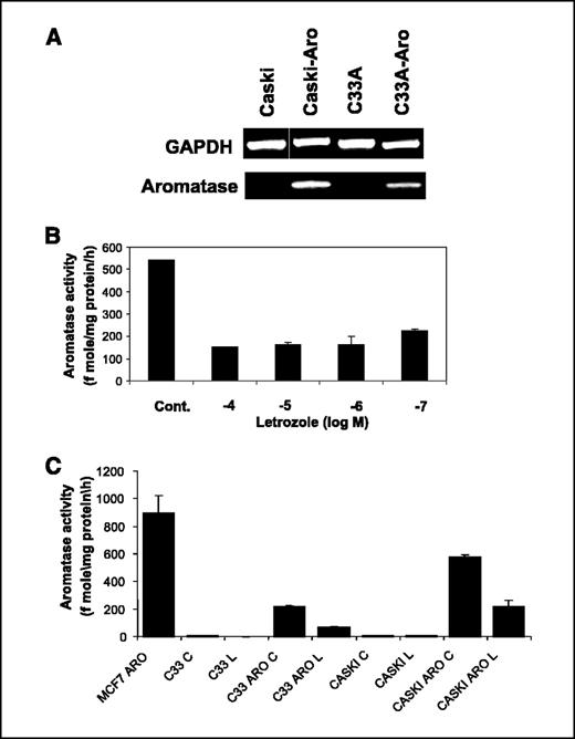 Figure 3. Expression and activity of aromatase are increased in CaSki-Aro and C33A-Aro cells. A, total RNA was used as a template for RT-PCR reaction to determine the expression of aromatase in normal and aromatase-transfected cells. PCR products were electrophoresed and visualized by ethidium bromide staining. B, Letrozole dose-response on aromatase activity was measured in CaSki-Aro cells. C, Letrozole (1.0 μmol/L) represses aromatase activity in CaSki-Aro and C33A-Aro cervical cancer cells. MCF-7ca (aromatase-expressing cell line) was used as a positive control for aromatase assay. Increased aromatase activity was detected in CaSki-Aro and C33A-Aro as compared with CaSki and C33A parental strains, respectively. Data shown are representative experiments repeated thrice. Aromatase activity was measured using [3H]-H2O release assay as described in Materials and Methods.