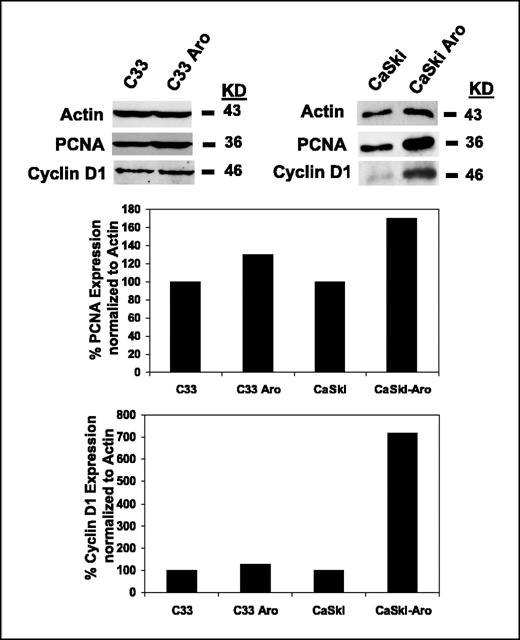Figure 6. Aromatase induces cell cycle and proliferation markers in CaSki cells. Western blotting was used to determined protein levels of cyclin D1 and PCNA in CaSki-Aro and C33A-Aro along with corresponding controls. Right, molecular weight of each protein in kilodaltons (kDa). Western blot data were quantified using densitometric analysis after normalizing with actin.