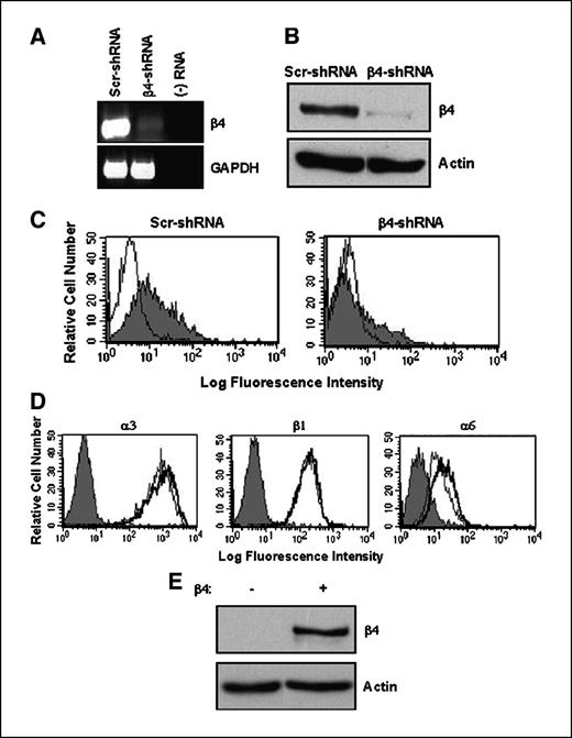 Figure 1. The generation of a SUM-159 breast carcinoma cell line deficient in α6β4 integrin expression. A, semiquantitative PCR was done with RNA isolated from Scr- and β4-shRNA cell lines using β4 and GAPDH primers. A sample without RNA (−) was done as a negative control. B, extracts were prepared from Scr- and β4-shRNA cell lines and equal amounts of total protein (30 μg) were resolved by SDS-PAGE and immunoblotted for β4 and β-actin. C, to evaluate the cell surface expression of α6β4, Scr-, and β4-shRNA cell lines were incubated with either mouse anti-β4 integrin antibody (filled histograms) or mouse IgG as a control (unfilled histograms) followed by antimouse phycoerythrin-conjugated secondary antibody and analyzed by flow cytometry. D, the cell surface expression of other integrin subunits including α3, β1, and α6 was compared in the Scr-shRNA (unfilled histograms, heavy outline) and β4-shRNA (unfilled histograms, light outline) cell lines. Filled histograms, analysis of the Scr-shRNA cells following incubation with either mouse IgG (α3 and β1) or rat IgG (α6) as a control. E, to reexpress the β4 subunit into the β4-shRNA SUM-159 cell line, a β4 retrovirus was used to infect β4-shRNA cells (−) yielding a β4-shRNA + β4 cell line (+). Extracts (30 μg protein) were resolved by SDS-PAGE and immunoblotted for β4 and β-actin.
