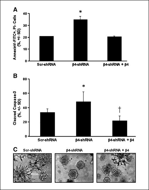 Figure 2. Reduced α6β4 expression enhances apoptosis. Scr-, β4-, and β4-shRNA + β4 cell lines were cultured in Matrigel for 10 days. Single-cell suspensions were isolated by dispase treatment and apoptosis was measured by flow cytometry as a percentage of Annexin V-FITC+, PI− cells or intracellular caspase-3 cleavage. A, columns, percentage of Annexin V-FITC+, PI− cells from three independent experiments done in duplicate; bars, ± SD. The level of cell death in the Scr-shRNA cell line was set at 20% in each experiment to permit comparisons between separate assays and cell lines. Loss of α6β4 integrin expression led to a significant increase in the level of apoptosis under these growth conditions (*, two-tailed t test; P = 0.012). This cell death could be reversed to the same level as observed in the Scr-shRNA cell line by reexpressing the β4 subunit into the β4-shRNA SUM-159 cell line. B, columns, level of caspase-3 cleavage was measured in two independent experiments done in triplicate; bars, ± SD. For these experiments, the Scr-shRNA cell line was incubated with rabbit IgG antibody as the isotype control and the resulting nonspecific staining was set at 5% and subtracted from all values. The percentage of cleaved caspase-3 was significantly increased following loss of α6β4 expression (*, one-tailed t test; P < 0.05) and this cell death could be rescued with the β4-shRNA + β4 cell line (†, one-tailed t test; P < 0.05). C, the morphology of these cell lines in Matrigel cultures illustrates the survival results shown in (A) and (B). A healthy stellate morphology characterizes the Scr-shRNA cell line (a), whereas the β4-shRNA cell line (b) is aggregated and devoid of cellular projections. Reexpression of β4 expression in the β4-deficient cell line largely restores the stellate appearance observed in the Scr-shRNA cell line (c). Magnification, ×10.