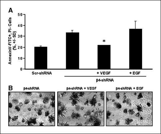 Figure 3. Recombinant VEGF rescues the β4-shRNA cell line from cell death. After 10 days in Matrigel, Scr-, β4-shRNA, and β4-shRNA cells overlaid with complete medium containing either recombinant VEGF or EGF (each at 100 ng/mL) were isolated and apoptosis was assessed by flow cytometry. A, columns, percentage of Annexin V-FITC+, PI− cells from two independent experiments done in duplicate; bars, ± SD. The level of cell death in the Scr-shRNA cell line was set at 20% in each experiment to permit comparison between separate assays and cell lines. Recombinant VEGF, but not EGF, significantly inhibited the cell death that occurred in the β4-shRNA cell line (*, two-tailed t test, P = 0.02). B, representative images at ×4 magnification of the β4-shRNA cell line (a) and the β4-shRNA cell line incubated with VEGF (b) or EGF (c) showed that the VEGF-rescued cells have extensive projections, whereas the EGF-incubated cells were rounded and aggregated and more closely resembled the β4-shRNA cell line.