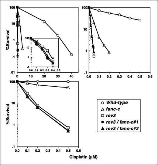 Figure 3. Similar cisplatin sensitivity between rev3 and rev3/fanc-c cells. Sensitivity was assessed by colony survival assay in semisolid medium (top left) or by measuring the survival fractions in liquid culture (bottom left) after 1-hour pulse exposure to cisplatin. Alternatively, cells were continuously exposed to cisplatin in liquid culture, and the sensitivity was assessed at 48 hours (top right; see Materials and Methods).