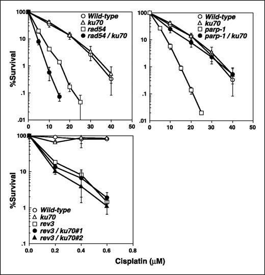 Figure 4. Effect of KU70 deletion on the tolerance to killing by cisplatin. Sensitivity of ku70, rad54, and rad54/ku70 double mutant (top left), ku70, parp-1, and parp-1/ku70 double mutant (top right), and ku70, rev3, and rev3/ku70 mutants (bottom left) to cisplatin. Sensitivity was measured by colony survival assay after 1-hour exposure to cisplatin.