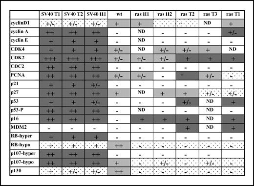 Summary of Western blot analysis