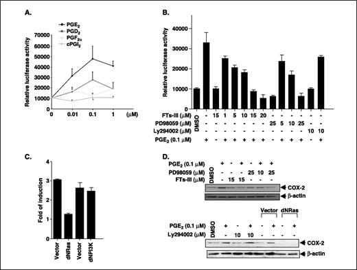 Figure 3. PGE2 up-regulates COX-2 expression via activation of Ras-MAPK. A, HCA-7 cells were transiently transfected with COX-2 (−279 to +59) luciferase reporter gene and pRL-SV40 plasmids followed by treatment with PGE2, PGD2, PGF2α, cPGI2. B, for inhibitor assays, the cells were pretreated with vehicle or increasing doses of inhibitors for 1 hour before the PGE2 (0.1 μmol/L) treatment after transfection. The dual-luciferase assays were done as described in Materials and Methods after 16 hours of incubation. Columns, mean of relative luciferase activity from three independent experiments; bars, ±SE. C, effects of expression of a dominant negative Ras on PGE2-up-regulated COX-2 promoter activity. HCA-7 cells were transiently cotransfected with COX-2 (−279 to +59) luciferase reporter gene and either empty vector, dominant-negative Ras, or dominant-negative PI3k plasmids together with pRL-SV40 plasmid followed by treatment with PGE2 (0.1 μmol/L) treatment for 16 hours. Columns, fold induction relative to control (no PGE2 treatment) from three independent experiments; bars, ±SE. D, effects of a Ras or MEK inhibitor on the induction of COX-2 protein expression by PGE2. Cells were cultured and treated in the same conditions as noted in Fig. 2A. COX-2 protein levels were analyzed by Western blotting. The blot was subsequently reprobed with β-actin to evaluate protein loading. Representative of three different experiments with similar results.