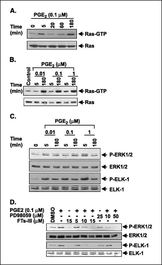Figure 4. PGE2 induces activation of the Ras-MAPK cascade. A, HCA-7 cells were treated with PGE2 (0.1 μmol/L) for the indicated times after serum-starved for 24 hours. GTP-bound Ras was affinity-precipitated from 400 μg of whole cell extract using a GST-c-Raf-1/Ras binding domain fusion protein. GTP-bound Ras proteins were detected by Western blotting using a pan-Ras antibody. Bottom, amount of total Ras protein showing equal protein in each sample. Representative of three different experiments showing similar results. B, HCA-7 cells were serum-starved for 24 hours before PGE2 treatment at indicated concentrations of PGE2 for 5 and 180 minutes. Ras activation assays were done as mentioned above. Representative of three different experiments with similar results. C, PGE2 enhances activation of ERK and Elk-1. HCA-7 cells were treated with PGE2 at indicated concentrations for 5 and 180 minutes after serum-starved for 24 hours. ERK1/2 and Elk-1 activation was detected by measuring the levels of phosphorylated ERK1/2 and Elk-1 by Western blotting using anti-phospho-ERK1/2 (Tyr204) or anti-phospho-Elk-1 (Ser383) antibody, respectively. The blots were reprobed with ERK1/2 or Elk-1 antibody to monitor equal loading of samples. This figure is representative of three different experiments with similar results. D, effect of a Ras inhibitor (Fts-III) or MEK inhibitor (PD98059) on PGE2-induced ERK1/2 and Elk-1 activation. The cells were pretreated with the indicated inhibitors for 1 hour after serum starvation for 24 hours and then incubated with 0.1 μM PGE2 for 5 minutes. ERK1/2 and Elk-1 activation was measured following the same procedure as mentioned above. Representative of three different experiments with similar results.