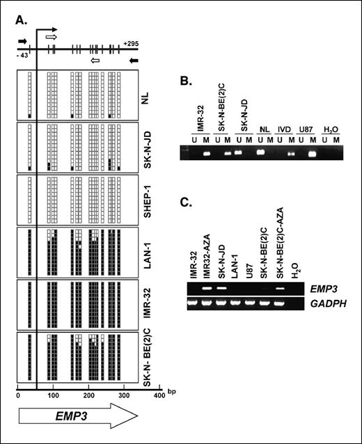 Figure 1. A, analysis of EMP3 CpG island promoter methylation status in human cancer cell lines. Top, schematic depiction of the EMP3 CpG island around the transcription start sites (long black arrows). CpG dinucleotides (short vertical lines). Location of bisulfite genomic sequencing PCR primers (black arrows) and methylation-specific PCR primers (white arrows). Results of bisulfite genomic sequencing of 12 individual clones for five human cancer cell lines and normal lymphocytes (NL). Presence of a methylated cytosine (black square) and presence of an unmethylated cytosines (white square). B, methylation-specific PCR for the EMP3 gene in cancer cell lines. Lane M, methylated genes; lane U, unmethylated genes. Normal lymphocytes (NL) and in vitro methylated DNA (IVD) are used as negative and positive control for unmethylated and methylated genes, respectively. C, EMP3 CpG island methylation is associated with EMP3 gene silencing. RT-PCR analysis of EMP3 expression. The EMP3 hypermethylated cell lines IMR-32, LANA-1, U-87, and SK-N-BE(2)C do not express the EMP3 transcript. The treatment with the demethylating agent reactivates EXT1 gene expression (lanes IMR-32-AZA and SK-N-BE(2)C-AZA). EMP3 unmethylated cell line SK-N-JD as a positive control for EMP3 expression. GAPDH expression as loading control.