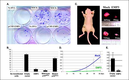 Figure 2. Tumor suppressor–like properties of EMP3 reintroduction. A, example of colony focus assay in IMR-32 neuroblastoma cells after a 2-week selection of G418 and staining with methylene blue. B, quantitation of the number of G418-selected IMR-32 colonies using no transfected empty vector (mock), EMP3, wild-type p16INK4a, and mutant p16INK4a. Average of three independent experiments. C, female athymic nude mice 30 days after injection of 106 LAN-1cells (left). Note the large tumor on the left flank, corresponding to empty vector-LAN-1 cells and the small tumor on the opposite flank, corresponding to EMP3-LAN-1 cell injection. Tumors were excised cautiously to avoid skin contamination and then weighed. Tumor detail in cm and weight in mg. D, effect of EMP3 transfection on the in vivo growth of LAN-1 cells. Tumor size was monitored over time and size in mm3. C, tumoral weight data at 30 days from empty vector and EMP3 transfected LAN-1 xenografts. Columns, means; bars, ±SD.