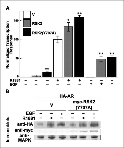 Figure 2. RSK2 enhances PSA expression in prostate cancer cells. A, LNCaP cells were cotransfected with luciferase and β-galactosidase reporter vectors. Luciferase expression was either under the control of the 6-kb region upstream of the start of the PSA gene (PSA-LUC; ref. 46) or the control of a minimal promoter (MIN-LUC). Additionally, the cells were transfected with a control vector (V), a vector encoding RSK2 or RSK2(Y707A). The cells were serum-starved and treated with vehicle (−), 5 nmol/L R1881 or 100 ng/mL EGF for 15 hours. Luciferase data were divided by the β-galactosidase data to control for differences in transfection efficiency. Data obtained from the MIN-LUC reporter were subtracted from that obtained with the PSA-LUC reporter to control for nonspecific transcription effects. Data were normalized so that, in the vector control, the response to vehicle addition was zero and the response to R1881 was 100. (n ≥ 5, performed in triplicate.) Columns, means; bars, ±SE. *, P < 0.05 and **, P < 0.01 obtained by comparing vector control to RSK2 or RSK2(Y707A). B, LNCaP cells were cotransfected with expression vectors encoding HA-AR with or without myc-RSK2(Y707A) and treated as in (A). Lysates of the transfected cells were immunoblotted. Equal loading of lysate is shown by the anti-MAPK immunoblot.
