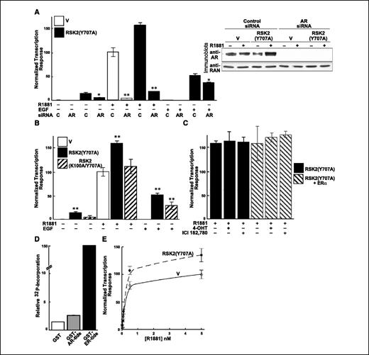 Figure 3. RSK2 regulates AR-mediated transcription. A, LNCaP cells were transfected and analyzed as in Fig. 2A except that only the PSA-LUC reporter was used. Additionally, a second transfection was done 6 hours after the first using control or AR siRNA (n = 2, performed in triplicate). *, P < 0.05 and **, P < 0.01 obtained by comparing the control siRNA with the AR siRNA. Aliquots of the transfected cells were also immunoblotted. Equal loading of lysate is shown by the anti-RAN immunoblot. B, LNCaP cells were transfected and analyzed as in Fig. 2A except that a vector encoding RSK2(K100A/707A) was also used (n = 2, performed in triplicate). **, P < 0.01 obtained by comparing the vector control with either RSK2(Y707A) or RSK2(K100A/Y707A). C, LNCaP cells were transfected and analyzed as in Fig. 2B except that a vector encoding ERα was also used. Additionally, either 0.5 μmol/L 4-hydroxytamoxifen or 1 μmol/L ICI 182,780 was added with R1881 (n = 2, performed in triplicate). D, recombinant, purified RSK2(Y707A) was used in an in vitro kinase assay and the amount of 32P incorporated into the fusion proteins determined by Phosphorimager. E, LNCaP cells were transfected and analyzed as in Fig. 2A except that varying concentrations of R1881 were added (n = 2, performed in triplicate). Maximum responses and the concentrations at half the maximum response (EC50) were determined by performing a best-fit analysis of the data (GraphPad Prism).