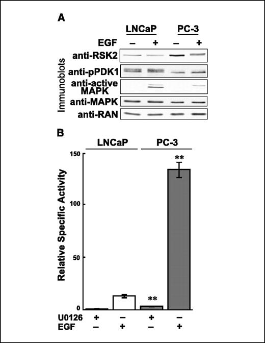 Figure 6. Characterization of RSK in prostate cancer cells. Serum-starved LNCaP and PC-3 cells were treated with either 25 μmol/L U0126 or 100 ng/mL EGF and lysed. A, an aliquot of the lysate was immunoblotted. B, RSK2 was immunoprecipitated and used in an in vitro kinase assay. Specifically incorporated 32P was obtained by subtracting the values obtained from GST-S6-tide from those obtained with GST. The relative level of RSK2 was determined by densitometry of immunoblots and the data normalized to the RSK2 level in U0126-treated LNCaP cells. Relative specific activity was determined by dividing the specifically incorporated 32P by the normalized RSK2 level (n = 2, performed in duplicate). **, P < 0.01 obtained by comparing LNCaP with PC-3 cells.