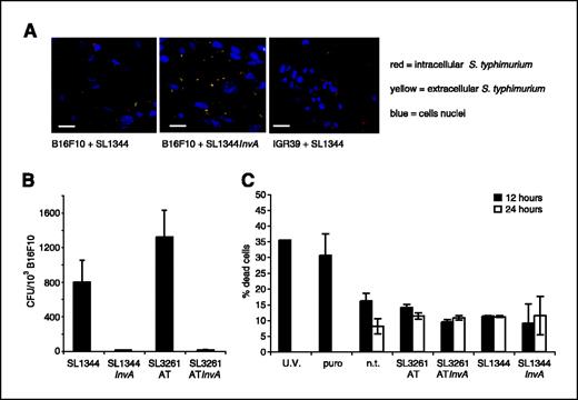 Figure 1. Invasive S. typhimurium derivatives infect tumor cells in vitro and are not toxic. A, in vitro infection of murine B16F10 and human IGR39 melanoma cells was analyzed by fluorescence microscopy. Cells were incubated with SL1344 or SL1344 InvA DsRed expressing S. typhimurium. Without permeabilizing the cells, only extracellular bacteria are accessible to FITC-conjugated anti-Salmonella antibody and stain yellow (red + green), whereas intracellular bacteria are visible in red. Cells nuclei are stained in blue (4′,6-diamidino-2-phenylindole). Bars, 12 μm (left), 10 μm (middle), 15 μm (right). B, gentamicin protection assay. To evaluate the number of internalized bacteria, B16F10 cells were incubated with invasive (SL1344 and SL3261AT) or noninvasive (SL1344 InvA and SL3261AT InvA) S. typhimurium, lysed, and plated on TB agar. The number of colonies recovered for 103 B16F10 cells plated is reported. Representative of three independent experiments. C, toxicity assay. Percentage of dead and apoptotic cells (propidium iodide and Annexin V–positive cells) was evaluated by flow cytometry. Toxic effect exerted by the indicated S. typhimurium strains on B16F10 cells was evaluated 12 or 24 hours after in vitro coculture. As a positive control, cells were treated with puromycin or UV light. Columns, mean of three independent experiments.