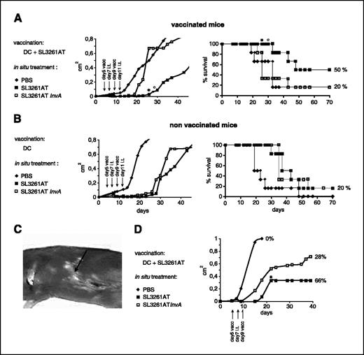 Figure 4. Combination of vaccination and in situ injection of S. typhimurium drives dose-dependent protection against melanoma and induces autoimmune reactions. A, to evaluate the antitumor effect of in situ bacteria injection, C57/BL6J mice were injected s.c. in the left flank with 1.5 × 104 B16F10 cells at day 0 and treated with two cycles of i.t. injection and two vaccination at the days indicated (arrows). Half of the mice (n = 24) were vaccinated with dendritic cells (DC) loaded with SL3261AT (A) and the other half (n = 24) was boosted with unloaded dendritic cells (nonvaccinated mice, B). Groups of eight mice, both vaccinated and not, were treated i.t. with PBS (♦), SL3261AT (▪), or SL3261AT InvA (□). Tumor growth and mice survival was monitored every 2 to 3 days, measuring the x and y dimensions. Difference in tumor growth and survival curves between vaccinated mice treated with either invasive or noninvasive S. typhimurium is statistically significant starting from day 26 (*, P < 0.01). Difference in tumor growth and mice survival between vaccinated and nonvaccinated mice treated in situ with invasive S. typhimurium is statistically significant starting from day 29 (°, P < 0.05). Representative of two independent experiments. C, all of the mice surviving the treatment showed complete regression of the tumor mass and developed vitiligo in the area around the tumor injection (arrow). One mouse is representative of the whole group of mice. D, increasing the number of infected tumor cells results in better tumor protection. C57/BL6J mice were injected s.c. with B16F10 cells at day 0 and vaccinated at days 5 and 9 with dendritic cells loaded with SL3261AT. Groups of seven mice received a single i.t. injection at day 7 either of 109 CFU SL3261AT, or SL3261AT InvA, or of PBS. Tumor growth was monitored every 2 to 3 days. Percentage of survival was calculated and is reported beside each curve. Difference in tumor growth and mice survival in mice treated in situ with invasive or noninvasive S. typhimurium is statistically significant starting from day 22 (*, P < 0.01). A-B-D, day of treatment (arrows): vacc, DC vaccination; i.t., in situ bacteria or PBS treatment.