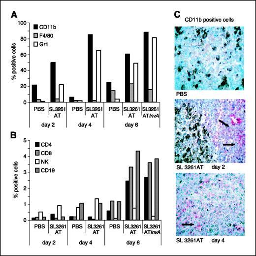Figure 5. S. typhimurium induces leukocyte recruitment inside the tumor. Recruitment of leukocytes after i.t. injection of S. typhimurium was assessed by flow cytometry (A-B), or by immunohistochemistry on tumor sections (C). Innate immune cells (CD11b+: myeloid phagocytes, F4/80+: macrophages; Gr1hi: granulocytes) are already recruited 2 days after injection (A), whereas lymphocytes (both CD19+ B cells and CD4+ and CD8+ T cells) are recruited later, 6 days after in situ treatment (B). C, fucsin staining of tumor sections for CD11b+ cells confirmed the massive recruitment of phagocytes 2 or 4 days post-injection compared with PBS-treated tumors. Arrows, areas of necrosis.
