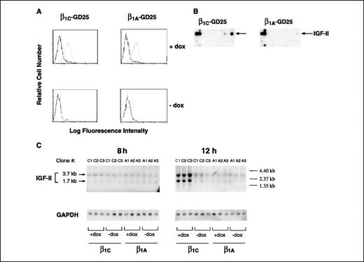 Figure 1. β1C integrin expression increases IGF-II mRNA levels. A-C, β1C-GD25 and β1A-GD25 stable cell transfectants were starved for 48 hours. During the last 24 hours, cells were kept in the presence (A and C: + dox; B) or absence (A and C: − dox) of 2 μg/ml doxycycline and then detached, resuspended in serum-free medium, and processed for FACS analysis (A) and for either cDNA Array expression analysis (B) or Northern blotting analysis (C). A, FACS analysis of surface expressed β1 integrins was done using TS2/16 mAb (gray line) to human β1 integrin followed by FITC-goat anti-mouse IgG. 12CA5 (black line) was used as a negative control. Fluorescence intensity is expressed in arbitrary units. FACS analysis of a representative clone for each β1 variant. B, cells were plated on 5 μg/mL fibronectin, and attached cells were cultured for additional 8 hours in the presence of 10% FBS and 2 μg/mL doxycycline. The cells were then detached and processed for cDNA expression array analysis. 32P-labeled first-strand cDNA probes prepared with a 1:1:1 mixture of mRNAs isolated from either three β1C-GD25 clones (C1, C2, and C3; left) or three β1A-GD25 clones (A1, A2, and A3; right) were hybridized to Clontech's 1.2 Atlas Mouse cDNA Expression Arrays. Sections (D) of one cDNA array membrane. Similar results were obtained using another pair of array membranes hybridized using the same 32P-labeled cDNA in the same experiment (data not shown) and in two separate experiments. Arrow, spot corresponding to IGF-II cDNA on the array. C, total RNA (10 μg) was isolated from β1C-GD25 cells (clones C1, C2, and C3) and β1A-GD25 cells (clones A1, A2, and A3) grown as described in (B), in the presence of 10% FBS for 8 and 12 hours after adhesion to fibronectin (5 μg/mL) and either in the presence or absence of 2 μg/mL doxycycline. Total RNA was fractionated by agarose-formaldehyde gel electrophoresis, transferred to Hybond N+ membranes, and hybridized using a 1.4-kb IGF-II cDNA probe, the probe specifically recognized two bands of 3.7 and 1.7 kb. GAPDH cDNA probe was used as a control for RNA loading.