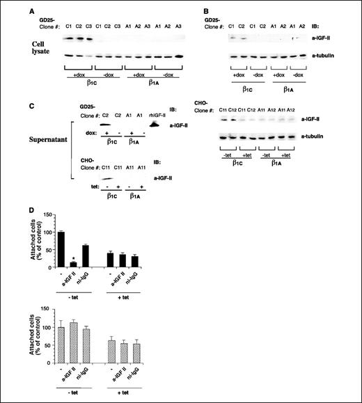 Figure 2. IGF-II protein levels are increased in β1C-expressing GD25 and CHO cells, which mediate cell adhesion to laminin-1. A, β1C-GD25 (clones C1, C2, and C3) and β1A-GD25 (clones A1, A2, and A3) stable cell transfectants were starved for 48 hours. During the last 24 hours, cells were kept either in the presence or absence of 2 μg/mL doxycycline (dox) and then detached, resuspended in serum-free medium, and plated on fibronectin (5 μg/mL) for 5 hours. Attached cells were cultured for additional 12 hours in growth medium containing 10% FBS in the presence (+dox) or absence (−dox) of 2 μg/mL doxycycline. Cells were then detached, washed, and lysed, with IGF-II protein levels evaluated by immunoblotting using 0.2 μg/mL purified rabbit antibody to IGF-II (top). B, β1C-GD25 (clones C1 and C2), β1A-GD25 (clones A1 and A2), β1C-CHO (clones C11 and C12), and β1A-CHO (clones A11 and A12) stable cell transfectants were cultured either for 36 hours in the presence (+dox) or absence (−dox) of 2 μg/mL doxycycline (GD25 cells), or for 48 hours in the presence (+tet) or absence (−tet) of 1 μg/mL tetracycline (CHO cells), and then detached, washed, and lysed, with IGF-II protein levels (top) evaluated as described in (A). A and B, mAb to tubulin (a-tubulin) was used to control for protein loading (bottom). C, β1C-GD25 (clone C2), β1A-GD25 (clone A1), β1C-CHO (clone C11), and β1A-CHO (clone A12) stable cell transfectants were grown as described in (B), and culture supernatants were collected and processed for IGF-II analysis as described in Materials and Methods. rhIGF-II (20 ng) was used as positive control. Proteins were visualized by enhanced chemiluminescence. D, β1C-CHO cells (clone C11) and β1A-CHO cells (clone A11) were cultured for 48 hours either in the presence or in the absence of 1 μg/mL tetracycline. Cells (2.5 × 104) were labeled using [51Cr]sodium chromate. [51Cr]-labeled cells were incubated for 1 hour on ice either in the presence or absence of purified rabbit antibody to IGF-II or ni-IgG (1 μg/mL) as negative control and then allowed to adhere to laminin-1 (100 μg/mL) at 37°C for 2 hours. % Attached cells, taking as 100% the number of cells adherent to laminin-1 for each clone expressing the β1 integrin variant (−tet), in the absence of antibody. One representative clone for each β1 variant. The differences between β1C-CHO cell adhesion to laminin-1 either in the presence or absence of the antibody to IGF-II are statistically significant. *, P < 0.001. Consistent results were obtained with another clone for both the β1 variants from at least two separate experiments. Columns, mean; bars, SD. , β1C-CHO (C11); , β1A-CHO (A11).