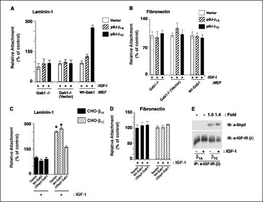 Figure 6. Gab1-Shp2 interaction is required for IGF-I-stimulated adhesion to laminin-1 of β1C-expressing cells. A-B, Gab1−/− cells, Gab1−/− cells retransfected with either empty vector or wt-Gab1 were transiently transfected with vector alone or human β1A or β1C. Cells were detached and seeded on BSA or laminin-1 (A) or fibronectin-coated (B) 96-well plates at 37°C for 2 hours in the presence of IGF-I and stained with β-gal. Cell adhesion was expressed as percentage of attached Gab1−/− (Vector) cells transfected with pBJ-β1A, set at 100. A, differences in cell adhesion to laminin-1 between pBJ-β1A or pBJ-β1C cDNA transfected wt-Gab1-expressing MEF cells in the presence of IGF-I are statistically significant (*, P ≤ 0.001). The experiments were repeated at least twice with similar results. Columns, mean; bars, SE. C-D, β1A-CHO and β1C-CHO clones were transiently transfected with vector alone, wt-Gab1, or ΔShp2-Gab1. Cells were cultured in the absence of tetracycline in growth medium for 48 hours. Cells were plated on either laminin-1 (C) or fibronectin (D) and incubated for 2 hours at 37°C in the presence of IGF-I. After incubation, cells were fixed and stained with β-gal. Attachment of cells was expressed as percentage of the number of attached β1A-CHO cells transfected with vector alone, set at 100 in the presence of IGF-I. C, differences in cell adhesion to laminin-1 between β1A-expressing or β1C-expressing CHO cells transfected with vector alone or wt-Gab1 in the presence of IGF-I are statistically significant. *, P ≤ 0.04. E, β1A-CHO and β1C-CHO clones were cultured in the absence of tetracycline in growth medium for 48 hours, stimulated with or without IGF-I (100 ng/ml), and lysed, and IGF-IR was immunoprecipitated using an antibody to IGF-IR-β. The immunoprecipitates were separated on SDS-PAGE and immunoblotted with an antibody to Shp2 or IGF-IR-β. Fold increase obtained using densitometric analysis upon normalization. The experiments were repeated at least three times with similar results.