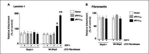 Figure 7. Shp2 is required for IGF-I stimulated adhesion to laminin-1 of β1C expressing cells. Shp2−/− and wt-Shp2 3T3 cells were transiently transfected with vector alone or human β1A or β1C. Cells were detached and seeded on BSA or laminin-1-coated (A) or fibronectin-coated (B) 96-well plates at 37°C for 2 hours in the presence or absence of IGF-I and stained with β-gal. Cell adhesion was expressed as percentage of attached cells transfected with vector alone in the presence of IGF-I, set at 100. A, differences in cell adhesion to laminin-1 between pBJ-β1A or pBJ-β1C cDNA transfected wt-Shp2 expressing 3T3 cells in the presence or absence of IGF-I are statistically significant. **, P ≤ 0.0008; *, P ≤ 0.023. Experiments were repeated at least twice with similar results. Columns, mean; bars, SE.