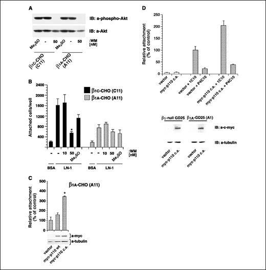 Figure 8. PI3K activation supports cell adhesion to laminin-1 of β1C-expressing cells. A, β1C-CHO (C11) and β1A-CHO (A11) cells were cultured in the absence of tetracycline. After 36 hours, cells were incubated for 30 minutes at 37°C in the presence or absence of wortmannin (WM) or the solvent alone (Me2SO). Cells were lysed, and proteins were immunoblotted with an antibody to phospho-Akt or to Akt. B, β1C-CHO (C11) and β1A-CHO (A11) cells were cultured in the absence of tetracycline. After 36 hours, 2.5 × 104 cells were labeled with 51Cr-sodium chromate and incubated for 30 minutes at 37°C in the presence or absence of wortmannin at different concentrations or the solvent alone (Me2SO) and then allowed to adhere to laminin-1 or BSA (100 μg/mL) for 2 hours at 37°C. The addition of 50 nmol/L wortmannin resulted in a statistically significant decrease in β1C-mediated cell adhesion to laminin-1. *, P ≤ 0.001. C, β1A-CHO cells (A11) were transiently transfected with pCMV-β-gal along with a vector alone, a myc-tagged wild-type PI3K p110 catalytic subunit (myc-p110 wt), or a myc-tagged constitutively active PI3K p110 catalytic subunit (myc-p110 c.a.). After 48 hours in the absence of tetracycline in culture medium, the cells were assayed for their ability to adhere to laminin-1 (100 μg/mL) for 2 hours at 37°C. Attached cells were fixed, stained for β-gal, and counted. Attachment of myc-p110 c.a.–transfected cells was expressed as percentage (average and SD) of the number of cells transfected with vector alone, set at 100. The transfection of myc-p110 c.a. resulted in a statistically significant increase in β1A-mediated cell adhesion to laminin-1. *, P ≤ 0.001. The experiments were repeated at least twice with two different clones for each β1 integrin variant with similar results. Columns, mean; bars, SD. Results using representative clones. Protein expression for each transfected cDNAs was confirmed by immunoblotting (bottom). D, β1A-GD25 (clone A1) and β1-null GD25 cells were transiently transfected with 1 μg pCMV-β-gal and 1 μg of either vector alone or myc-p110 c.a. and assayed for their ability to adhere to laminin-1 (50 μg/mL). After adhesion for 3 hours at 37°C, the cells attached were fixed and stained for β-gal as described in Materials and Methods. β1A-GD25 transiently transfected cells were preincubated for 1 hour on ice with either P4C10 (1:200) or 1C10 mAb (1:200) and allowed to adhere to laminin-1 in the presence of the antibodies. The expression of the transfected cDNAs was confirmed by immunoblotting with a mAb to c-myc (2 μg/mL). mAb to tubulin (a-tubulin) was used to control for protein loading (bottom). Columns, mean; bars, SD. □, β1-null GD25; β1A-GD25 (A1).