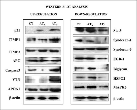 Figure 3. Western blot analysis of differentially expressed genes in cleaved antithrombin–treated versus native antithrombin–treated HUVECs. Fifty micrograms of whole lysate proteins from treated or control HUVECs were subjected to 4% to 12% gradient SDS-PAGE, transferred to Immobilon P membranes, and individual proteins were detected using specific antibodies. β-Actin protein levels were determined as an internal loading control.