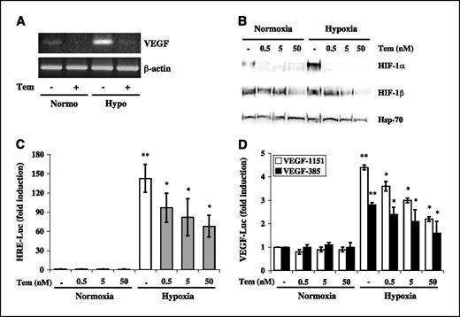 Figure 2. Effects of temsirolimus on VEGF mRNA levels, HIF-1α expression, and VEGF promoter activity in breast cancer cell lines. A, BT474 cells were exposed to temsirolimus (50 nmol/L) for 24 hours under normoxic and hypoxic conditions. Equal amounts of mRNA were then subjected to RT-PCR using VEGF-specific primers. Expression of β-actin was used as an internal standard for RNA loading. Representative of one of three experiments done with superimposable results. B, Western blot analysis of HIF-1α and HIF-1β protein expression in nuclear extracts of BT474 cells exposed to normoxia or hypoxia for 24 hours in the presence or absence of temsirolimus at the indicated concentrations. HSP-70 expression is protein loading and blotting control. Representative of one of three experiments done with superimposable results. BT474 cells were transfected with HRE-Luc (C), VEGF-1151-Luc (D, white columns), or VEGF-385-Luc (D, black columns) reporter plasmids and exposed to normoxia or hypoxia for 24 hours in the presence or absence of temsirolimus at the indicated concentrations before assaying for luciferase activity. Luciferase values were normalized for transfection efficiency (luciferase/β-galactosidase ratios). Results are luciferase activity fold induction relative to the activity observed in untreated cells under normoxia. Columns, mean of three independent experiments for each reporter construct; bars, SD. Normoxia and hypoxia controls (**, P = 0.01, HRE-Luc; **, P ≤ 0.05, VEGF-1151-Luc and VEGF-385-Luc reporter constructs, respectively) as well as untreated and temsirolimus-treated samples (*, P ≤ 0.02, HRE-Luc; *, P ≤ 0.05, VEGF-1151-Luc and VEGF-385-Luc reporter constructs, respectively) were compared using a two-tailed Student's t test for paired samples.