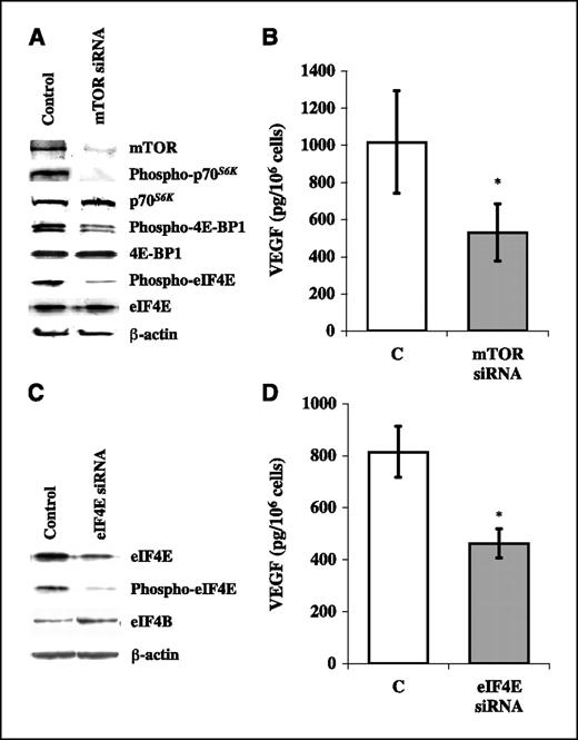 Figure 3. Effects of the siRNA-mediated silencing of mTOR and eIF4E protein expression on VEGF protein expression in BT474 breast cancer cell line. A, Western blot analysis of mTOR, p70S6K, 4E-BP1, eIF4E protein expression and phosphorylation. B, VEGF protein expression evaluated by ELISA in conditioned medium of BT474 cells transfected with siRNA directed against mTOR C. Western blot analysis of eIF4E protein expression and phosphorylation (immunoblot for eIF4B is a control of the specificity of siRNA-mediated silencing). D, VEGF protein expression evaluated by ELISA in conditioned medium of BT474 cells transfected with siRNA directed against eIF4E. A and C, results from one of three experiments done with superimposable results. β-Actin expression is protein loading and blotting control. B and D, results are pg VEGF/106 cells/24 h. Columns, mean of three independent experiments; bars, SD. Control cells were transfected with siRNA directed against unrelated mRNA (C). mTOR or eIF4E siRNA and control (unrelated siRNA) were compared using a two-tailed Student's t test for paired samples. *, P < 0.01.