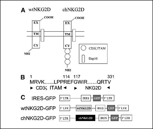 Figure 1. Structure of chNKG2D and retroviral constructs. A, schematic diagram of the wtNKG2D and chNKG2D receptors. Both receptors associate with Dap10 in the cell membrane, and the chimeric receptor has three CD3ζ immunoreceptor tyrosine-based activation motif (ITAM) regions added to the cytoplasmic (CY) domain of NKG2D. EX, extracellular domain; TM, transmembrane domain. B, amino acid sequence of the region where the three CD3ζ ITAMs is joined to the human NKG2D receptor. The three CD3ζ ITAM chains were fused to the NH2 terminal of the NKG2D in a reverse orientation (COOH terminal to NH2 terminal). C, NKG2D sequences were inserted into an empty IRES-GFP vector. The NKG2D was positioned behind the 5′-long terminal repeat (5′ LTR), and the GFP expression was controlled by the IRES.