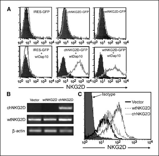 Figure 2. wtNKG2D and chNKG2D receptors are efficiently expressed on the cell surface. A, Bosc23 cells were transfected with plasmids containing NKG2D-GFP and Dap10 adaptor genes. Open histograms, surface NKG2D expression was detected in the GFP+ population using a PE-conjugated NKG2D antibody; filled histograms, isotype controls. B, primary human T cells transduced with virus-containing vector, wtNKG2D, or chNKG2D were analyzed by RT-PCR for gene expression using primers specific for chNKG2D, wtNKG2D, and β-actin. C, genetically modified human T cells were stained with PE-anti-NKG2D and FITC-anti-CD4 monoclonal antibodies. Histograms, cells were gated on CD4− (CD8+) T lymphocytes.