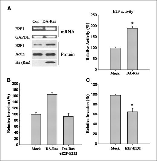 Figure 2. H-Ras regulates carcinoma invasion through E2F. A, cells were transfected with either a control or a hemagglutinin-tagged dominant-active H-Ras construct. After 36 hours, RNA and protein were extracted from these cells. The expression of E2F1 mRNA and protein was assessed by RT-PCR analysis and immunoblot analysis, respectively. Loadings of mRNA and protein were normalized using the signal obtained with glyceraldehyde-3-phosphate dehydrogenase (GAPDH) and actin, respectively. For the E2F activity assay, cells were cotransfected with a luciferase construct driven by [E2F]X4 binding sites, a control renilla luciferase reporter vector, and either control or dominant-active H-Ras. After 36 hours, cells were lysed and luciferase activity was measured. Columns, mean of three independent experiments; bars, SD. *, P < 0.01, statistically significant, Student's t test. B, cells were transfected with control plasmid, dominant-active H-Ras, or dominant-active Ras/DNA-binding mutant E2F1. After 36 hours, invasion assay was done. Columns, mean of three independent experiments; bars, SD. C, MDA-MB-231 cells were transfected with either a control plasmid or a DNA-binding mutant E2F1 construct. After 36 hours, invasion assays were done. Columns, mean of three independent experiments; bars, SD. *, P < 0.01, statistically significant, Student's t test.