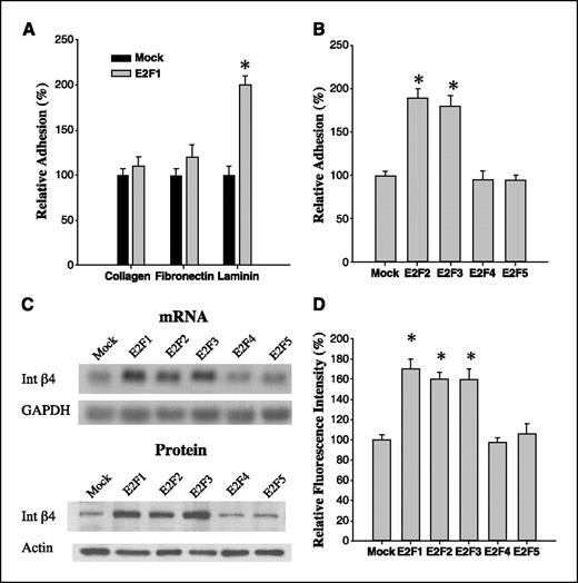 Figure 4. E2Fs1-3 increase cell attachment to laminin-1 and integrin β4 expression. A, cells were transfected with either a control plasmid or an E2F1 plasmid. After 36 hours, cells were trypsinized, washed, and equivalent numbers of cells were seeded onto the matrix-coated wells. After 30 minutes, wells were washed and fixed as described in Materials and Methods. B, cells were transfected with control plasmid or E2Fs2-5 plasmids, and adhesion assay to laminin-1 was done as described in (A). C, cells were transfected with control plasmid or E2Fs1-5 plasmids. After 36 hours, RNA and protein were extracted from these cells. The expression of integrin β4 mRNA and protein was detected by Northern blot analysis and immunoblot analysis, respectively. The loading of mRNA and protein was normalized using the signal obtained with GAPDH and actin, respectively. D, cells were transfected with either a control plasmid or the E2Fs1-5 plasmids. After 36 hours, β4 surface expression was analyzed by flow cytometry. Relative fluorescence intensity was calculated from mean channel fluorescence of 10,000 cells. Columns, mean of three independent experiments; bars, SD. *, P < 0.01, statistically significant, Student's t test.