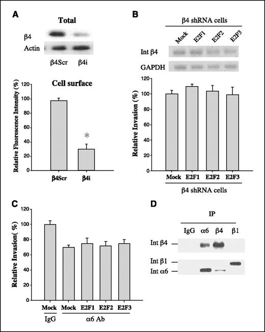 Figure 5. E2Fs1-3 increase invasion through integrin α6β4. A, integrin β4 expression was assessed in cells that stably express β4-Scr or β4-shRNA. The expression of β4 in these populations was assayed by immunoblotting. Protein loadings were normalized using the signal obtained with actin. Analysis of integrin surface expression was done by flow cytometry. Relative fluorescence intensity was calculated from mean channel fluorescence of 10,000 cells. Columns, mean of three independent experiments; bars, SD. *, P < 0.01, statistically significant, Student's t test. B, β4-shRNA cells were transfected with either a control plasmid or the E2Fs1-3 plasmids. After 36 hours, RNA was extracted from these cells and mRNA levels of integrin β4 were determined by Northern blot analysis. For invasion assay, β4-shRNA cells were transfected with control or E2Fs1-3 plasmids. After 36 hours, the ability of cells to invade Matrigel was evaluated. Columns, mean of three independent experiments; bars, SD. C, cells were transfected with control or E2Fs1-3 plasmids. After 36 hours, cells were trypsinized, washed, and incubated with either IgG or integrin α6 function-blocking antibody for 30 minutes. Invasion assays were done in the presence of either IgG or the integrin α6 antibody. Columns, mean of three independent experiments; bars, SD. D, cells were biotinylated, extracted, and immunoprecipitated for integrins α6, β4, and β1, and immunoblot analysis on these immunoprecipitates was done as described in Materials and Methods.