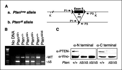 Figure 1. Inactivation of mouse Pten gene. A, generation of the PtenΔ5/+ allele. a, genomic structure of Ptenloxp allele with exon 5 boxed and primers indicated. b, PtenΔ5/+ allele. B, PCR analysis of the littermates from PtenΔ5/+ × PtenΔ5/+ crossing. C, Western blot analysis of PTEN protein levels in mouse embryonic fibroblast cells derived from injected embryonic stem lines. Cell lysates (20 μg) were run on a polyacrylamide gel and Western blotted with antibodies against the NH2-terminal (left) and COOH-terminal (right) of the PTEN protein. The same blots were also reblotted with antivinculin antibody for loading controls.