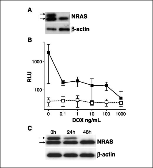 Figure 1. Constitutive and doxycycline-regulated expression of mutated NRASQ61R in BRAFV600E melanoma clone 21. A, expression of Flag-tagged NRASQ61R in 21NRASQ61R cells by Western blot analysis using NRAS-specific mAb (top arrow, exogenous Flag-tagged NRASQ61R; bottom arrow, endogenous wild-type NRAS). B, luciferase activity of 21Off cells either untransfected (□) or transiently transfected with pTRE2hyg-Luc (▪) and cultured for 48 hours at 37°C in the absence or in presence of increasing doxycycline (DOX) concentrations. Points, mean RLU of triplicate measurements; bars, SD. C, time course silencing of NRASQ61R transgene. 21NRAS61ON cells were cultured in the absence or with doxycycline (1 μg/mL) for up to 48 hours. Cell lysates were then tested by Western blot analysis with an NRAS-specific mAb (top arrows, exogenous Flag-tagged NRASQ61R; bottom arrows, endogenous wild-type NRAS). β-Actin mAb was used as loading control.