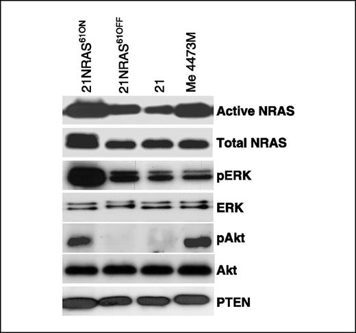 Figure 2. NRAS activation, ERK, and Akt phosphorylation in 21NRAS61ON cells. Western blot analysis of active NRAS immunoprecipitated from 21NRAS61ON, 21NRAS61OFF, clone 21 (BRAFV600E), and melanoma Me 4473M (NRASQ61R), and of total NRAS, phosphorylated ERK (pERK), ERK, phosphorylated Akt (pAkt), Akt, and PTEN from cell lysates of the same samples.