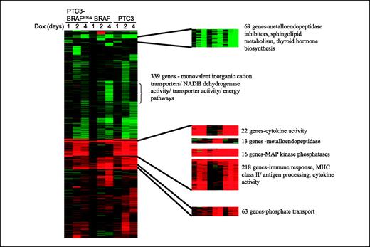Figure 2. Clusters of coexpressed genes were created from the significantly changed transcripts using advanced Bayesian modeling. Columns indicate expression ratios versus the respective control at 1, 2, and 4 days after doxycycline treatment of PTC3-BRAFRNAi, PC-BRAFV600E, and PTC3-5 cells, respectively. A subset of functional clusters is highlighted (see text for discussion). The entire data set is publicly available as a supplement at http://eh3.uc.edu.