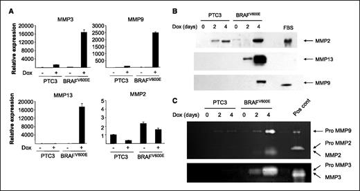 Figure 3. Effect of RET/PTC3 and BRAFV600E activation on MMPs and related genes. A, abundance of the indicated MMP mRNAs determined by RT-PCR in the indicated cell lines treated with or without 1 μg/mL doxycycline for 4 days in the absence of TSH. Represented relative to expression in PTC3-5 cells in the absence of doxycycline. Columns, mean of triplicate samples; bars, SE. Representative experiment that was replicated once. B, Western blots of conditioned media of the indicated cells treated with or without doxycycline for the indicated time in the absence of TSH. Fetal bovine serum (FBS) was removed from the media for the final 24 hours in each sample. Thirty microliters of 20× concentrates were size separated by 10% SDS-PAGE, transferred to a nitrocellulose membrane, and probed with the indicated antibodies. Fetal bovine serum was used as a positive control for MMP2 and MMP9, respectively. Gels show representative examples of two to three independent experiments. C, gelatin (top) and casein (bottom) zymograms of 30-μL aliquots of concentrates of conditioned media from the indicated cell lines. Arrows point to MMP9 (92 kDa), pro-MMP2 (72 kDa), and MMP2 (66 kDa) in the gelatin zymogram and to pro-MMP3 (59 kDa) and MMP3 (50 kDa) in the casein zymogram. Pro-MMP9, pro-MMP2, and pro-MMP3 have enzymatic activity because of activation by denaturation with SDS present in the sample-loading buffer.