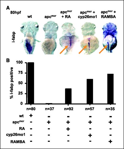 Figure 6. Reduction of cyp26a1-mediated RA catabolism leads to increased terminal differentiation. A, whole-mount in situ hybridization of 80 hpf embryos stained for gut terminal differentiation marker i-fabp (arrows) in wild-type, apcmcr mutants, apcmcr mutants treated with retinoic acid, apcmcr mutants injected with splice-blocking morpholino to cyp26a1, and apcmcr mutants treated with RAMBA. B, embryos scored for presence of i-fabp in the gut in wild-type, apcmcr mutants, apcmcr mutants treated with retinoic acid, apcmcr mutants injected with splice-blocking morpholino targeted to cyp26a1, and apcmcr mutants treated with RAMBA.