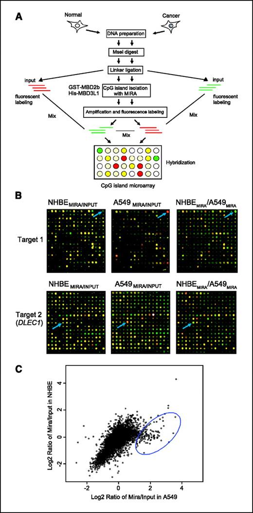 MIRA-Assisted Microarray Analysis, a New Technology for the ...