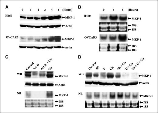 Figure 1. Induction of MKP-1 by cisplatin is through the ERK-mediated transcriptional mechanism. A, induction of MKP-1 protein by cisplatin. H460 and OVCAR3 cells were treated with 50 μg/mL cisplatin for 0, 1, 2, 3, 4, and 6 hours, and total protein was then extracted for assaying MKP-1 protein by Western blot analysis. Actin was used as a loading control. B, induction of MKP-1 mRNA by cisplatin. H460 and OVCAR3 cells were treated with 50 μg/mL cisplatin for 0, 4, and 6 hours, and total RNA was extracted to assay for MKP-1 mRNA expression by Northern blot analysis. rRNA was visualized as a loading control. C, transcriptional induction of MKP-1 by cisplatin. H460 cells were treated with 50 μg/mL cisplatin (Cis) in the presence or absence of actinomycin D (Act D; 5 μg/mL). Total protein and RNA were extracted at 4 hours, and the levels of MKP-1 protein and mRNA were determined by Western and Northern blots, respectively. Actin and rRNA were used as a loading control for Western and Northern blots, respectively. D, the ERK pathway is required for cisplatin-induced MKP-1 expression. H460 cells were left untreated or pretreated with U0126 (U), SB203580 (SB), or both for 30 minutes and then treated with cisplatin for 4 hours in the presence or absence of these two inhibitors. Total protein and RNA were extracted. The levels of MKP-1 protein and mRNA were determined by Western and Northern blots, respectively. Actin and rRNA were used as a loading control for Western and Northern blots, respectively.