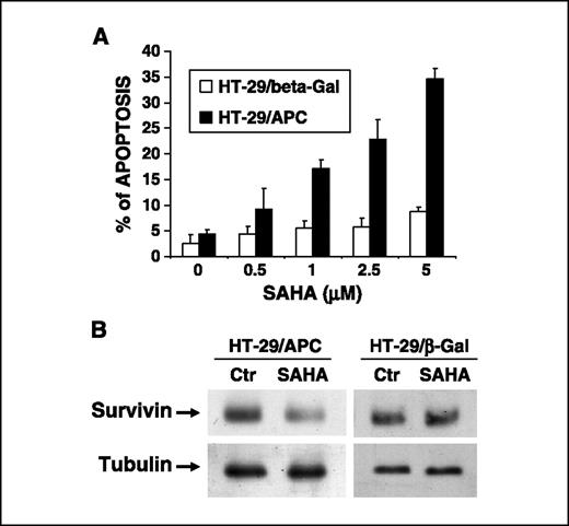 Figure 5. APC determines apoptosis induced by SAHA. A, SAHA induced apoptosis in HT-29/APC cells. HT-29/APC and HT-29/β-Gal cells were cultured in medium containing 50 μmol/L zinc for 24 hours and then treated with various doses of SAHA for 48 hours. Apoptosis was analyzed by TUNEL assay. The average result from three independent experiments was shown. B, SAHA down-regulated survivin in HT-29/APC cells. HT-29/APC and HT-29/β-Gal cells were cultured in medium containing 50 μmol/L ZnCl2 for 24 hours and then treated with 2.5 μmol/L SAHA for 24 hours. Survivin and β-tubulin protein levels were detected by Western blotting.