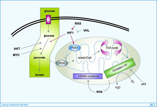 Figure 1. Molecular underpinnings of the Warburg effect. The Warburg effect (highlighted) describes the enhanced conversion of glucose to lactate by tumor cells, even in the presence of adequate oxygen that would ordinarily be used for oxidative phosphorylation. Activation of the AKT oncogene results in increased glucose transportation and stimulation of HK2 activity, which enhances glycolytic rates. The MYC oncogene is depicted to activate glycolytic genes and mitochondrial biogenesis, which when sustained by high MYC levels can result in reactive oxygen species (ROS) production. ROS could, in turn, cause mtDNA mutations that render mitochondria dysfunctional. p53 is shown to stimulate respiration through activation of a component of the respiratory chain. In addition to hypoxic stabilization, HIF-1 is shown to be increased by RAS and loss of VHL, which mediates its degradation. HIF-1 transactivates glycolytic genes as well as directly activates the PDK1 gene, which in turn inhibits PDH that catalyzes the conversion of pyruvate to acetyl-CoA. Acetyl-CoA is shown to enter the TCA cycle, which donates electrons to the mitochondrial respiratory chain complexes I to IV. Inhibition of PDH by PDK1 attenuates mitochondrial function, resulting in the shunting of pyruvate to lactate.