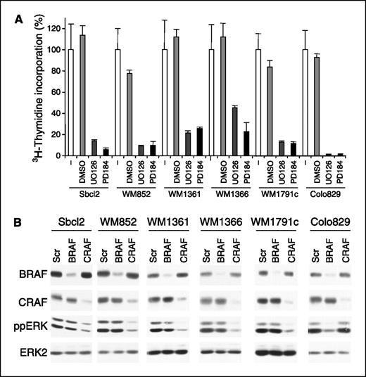 Figure 4. Melanoma cells that harbor mutations in RAS require CRAF and not BRAF for MEK activation. A, DNA synthesis in melanoma cell lines treated with DMSO, UO126 (10 μmol/L), or PD184352 (5 μmol/L). Columns, means of one experiment assayed in triplicate (similar results were seen in three independent experiments); bars, SD. B, Western blot for endogenous BRAF, CRAF, ERK2, and phosphorylated ERK (ppERK) in melanoma cells lines treated with short interfering RNA to CRAF, BRAF, or the scrambled control (Scr).