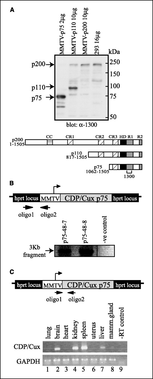 Figure 1. Generation of p75 CDP/Cux transgenic mice by specific transgenesis. A, expression of CDP/Cux transgenes in tissue culture. Expression vectors were prepared with the MMTV-LTR and the coding sequences for p200, p110, and p75 CDP/Cux. Nuclear extracts were prepared from 293 cells transfected with the MMTV-p75, p110, or p200 plasmids and Western blot was done using the CDP/Cux 1300 antibody. Bottom, diagrams showing the three CDP/Cux isoforms, p200, p110, and p75 and their evolutionarily conserved domains: CC, coiled-coil; CR1, CR2, and CR3, Cut repeats 1, 2, and 3; HD, homeodomain, R1 and R2, repression domains 1 and 2. B, integrated transgene. The p75 CDP/Cux isoform, under the control of the MMTV-LTR promoter, was specifically integrated into the hprt locus on the X chromosome. C, expression of the p75 CDP/Cux transgene in healthy transgenic mice. RNA was prepared from various tissues of a 12-month-old healthy transgenic mouse from 129/Ola:C57BL/6 backcross 1, and submitted to RT-PCR analysis using primers specifically amplifying the transgene. Bottom, diagram showing the position of the sense and reverse primers.