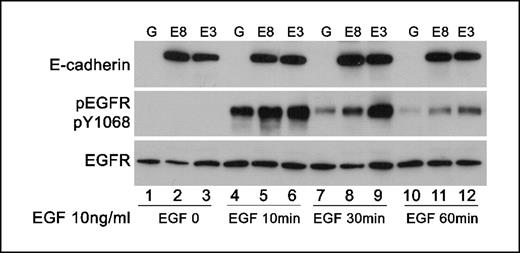 Figure 2. Western blot for E-cadherin, pEGFR (pY1068) and EGFR with H157 cell line transfected with control (H157-GFP, G) or E-cadherin (H157-E-cad-8, E8 and H157-E-cad-3, E3) treated in the absence (0) or presence of 10 nmol/mL EGF and collected at 10, 30, and 60 minutes. The lower blot was stripped and reprobed with EGFR antibody.
