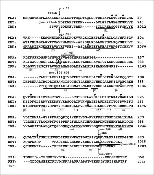 Figure 4. Homology alignment of the RET tyrosine kinase domain. Our model is based on the active IRK and the RET kinase starts at position 713 and ends at position 1018. Tandem V804M/E805K mutations (encircled); conserved residues (•); mutated residues (▴). The alignment for RET and IRK kinases was taken from ref. 33. PKA was aligned to RET based on the alignment from PileUp multiple sequence alignment program from Genetic Computer Group Wisconsin Package Programs.