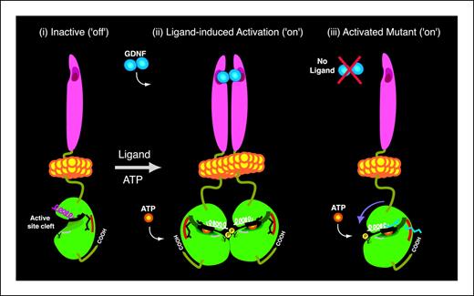 Figure 6. A mechanism for the activation of the RET tyrosine kinase domain by the tandem V804M/E805K mutations. The structure of the kinase is drawn as an interpretation of our homology model as two lobes linked by a hinge region (red). The α-helix C (pink, inactive kinase; white, activated kinase) and DFG conserved sequence (gray) are also shown. Val804 and Glu805 (black “sticks”) are replaced by Met804 and Lys805 (blue “sticks”) in the mutated kinase; the change in conformation of the critical hinge region induced by the tandem mutations, such that the orientation of the kinase lobes are made permissive for ATP (orange) binding, is represented by the direction of the purple arrow in (iii). The catalytic tyrosine (Y), phosphorylation events (P) and carboxyl-terminal tail are also shown. The inactive RET kinase (i) is ordinarily activated by ligand-induced dimerization (ii), which induces a conformational change in the NH2-terminal and COOH-terminal lobes of the tyrosine kinase domain such that the active site cleft is permissive for ATP binding. Note that the orientation of the C helix changes in the activated kinase (pink to white) and that the active site cleft is now optimally positioned for binding ATP. However, when present, (iii) the tandem V804M/E805K mutations activate the kinase in the absence of ligand by inducing a conformational change in the hinge. With the kinase lobes “locked” in this position, the C helix is favorably positioned for binding ATP in the active site cleft. This facilitates kinase activation and subsequent autophosphorylation of the catalytic tyrosine. The result of the tandem mutations is to switch the kinase into the “on” position despite the absence of ligand. For simplicity, the glycosyl phosphatidyl inositol–linked coreceptors are not shown. Pink, cysteine-rich extracellular domain; blue, the ligand homodimer; yellow spheres, the plasma membrane; green, the intracellular kinase domain.