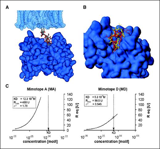 Figure 1. Docking of ganglioside GD2 and GD2 peptide mimotopes to mAb ch14.18. A, computational model of the best docking result representing the contact between nominal antigen GD2 and the paratope of the modeled anti-GD2 mAb ch14.18. GD2 is anchored in the putative neuroblastoma cell membrane with its two fatty acid chains. B, circular peptides MA (yellow) and MD (red) were docked into the binding site of ch14.18 as described in Materials and Methods. Thick lines, bonds of the peptide backbone; thin lines, bonds of side chains. The calculated free energies of circular MA and MD binding were −41.23 and −48.06 kJ/mol, respectively. C, binding affinities of the GD2 mimicking peptides to chimeric anti-GD2 mAb ch14.18. The binding affinity was measured using the Biacore system for the analysis of protein interactions. Response in equilibrium (Req) depending on the concentration of mAb ch14.18 (mol/L). The dissociation constant (Kd) and the maximum response (Rmax) were calculated with the curve-fitting program, supplied by Biacore software.